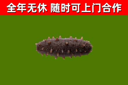 景泰回收海参干